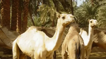 دعم ملكي للإبل.. الأمير جلوي بن عبدالعزيز يدشن جمعية الإبل بنجران