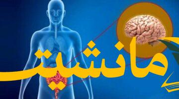 هل يسيطر جهازك الهضمي على مزاجك؟  اكتشافات جديدة تكشف عن علاقة غير مسبوقة.