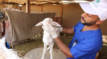 دعم غير مسبوق.. فريق بيئة جدة يُطلق جولات ميدانية لتوعية صغار مربي الماشية