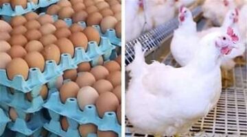 الفراخ والبيض 1691323333 0