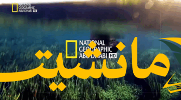 عشاق الحياة البرية.. تردد قناة ناشيونال جيوغرافيك على النايل سات والعرب سات 2025