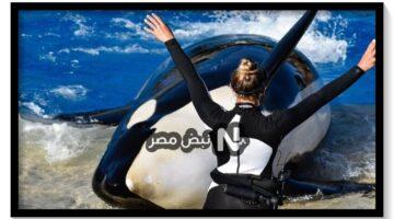 جيسيكا مدربه حوت الاوركا 3