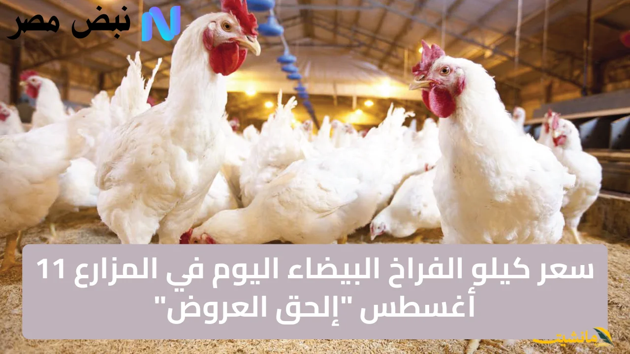 سعر كيلو الفراخ البيضاء اليوم في المزارع 11 أغسطس إلحق العروض