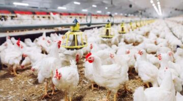 أسعار الفراخ 1720250920 0