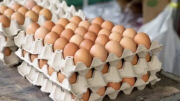 تحديث بورصة الدواجن سعر كرتونة البيض الأحمر والبلدي في الأسواق