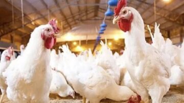 تحديث بورصة الدواجن سعر كيلو الفراخ في الأسواق خلال تعاملات