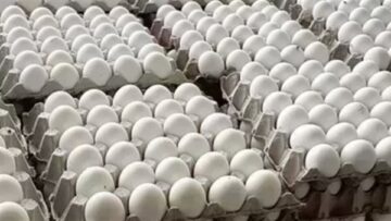 تحديثات الأسواق سعر كرتونة البيض للمستهلك في مصر مع بداية