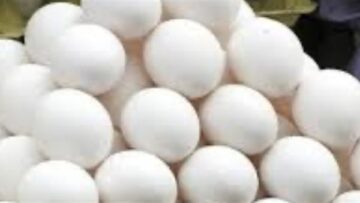 سعر البيض اليوم تحرك جديد في تكلفة الكرتونة داخل الأسواق