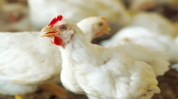 96 جنيها في المزرعة أسعار الدواجن اليوم تخالف التوقعات وتصل.webp