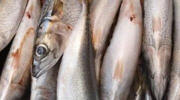 استقرار البلطي والبوري أسعار الأسماك في أسواق الإسكندرية تشهد تحديثات