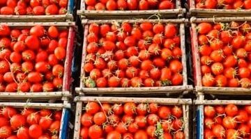 انخفاض ملحوظ في الأسواق أسعار الخضراوات والفاكهة في كفر الشيخ