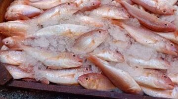 بين العين والخياشيم 5 علامات تكشف الأسماك الفاسدة قبل الشراء