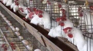 تحديث بورصة الدواجن أسعار الفراخ البيضاء والبلدي بعد تراجع الكيلو