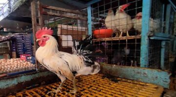 تحديث بورصة الدواجن سعر الكيلو في تعاملات الأربعاء 25 فبراير