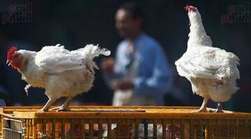 تحديثات الأسعار تكلفة شراء الدواجن داخل أسواق الغربية خلال تعاملات