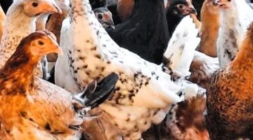 تحديثات الأسعار قائمة تكاليف الدواجن اليوم داخل أسواق ومحلات الأقصر