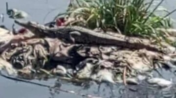 تحرك عاجل بالشرقية فحص فيديو لظهور تمساح جديد داخل مصرف