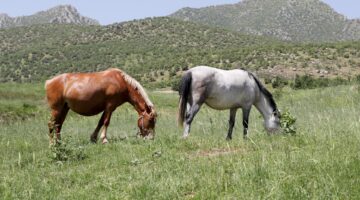 الكشف عن أعجوبة علمية في صهيل الخيول علوم