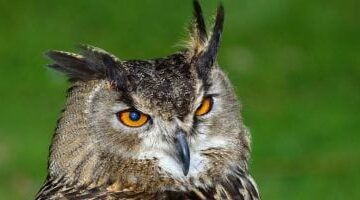 مسلسل درش البومة بين نذير شؤم وجالب الحظ السعيد عبر