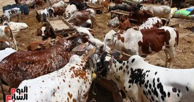 مرضى الضغط والسكر: دليلك لتناول لحوم عيد الأضحى بأمان