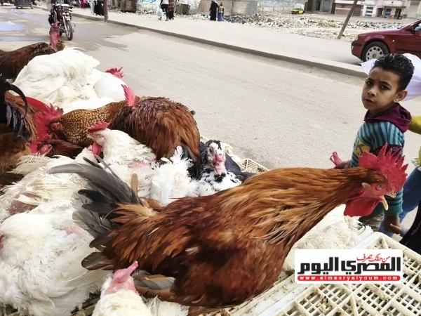سعر الفراخ البيضاء والساسو وطبق البيض اليوم الأحد 27 سبتمبر 2026