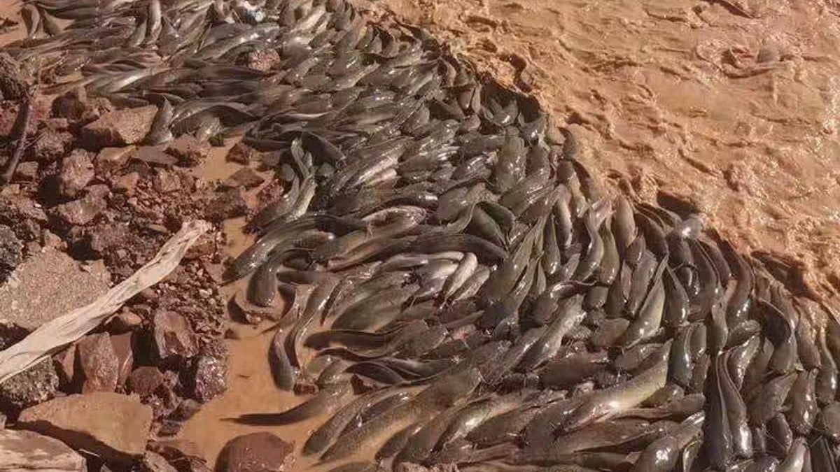 ظهور أسماك السلور في صحراء الجزائر يثير دهشة واسعة