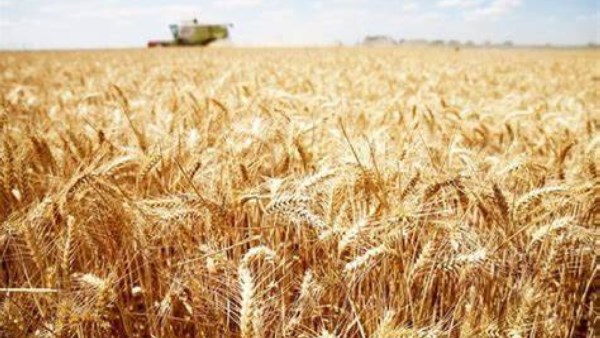 غرفة الحبوب تحذر من ارتفاع أسعار العيش الفينو.. ومقترح عاجل لتهدئة السوق