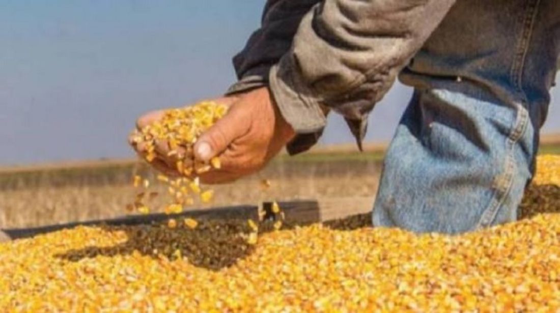 ‫بداية من الغد.. ديوان الأعلاف يحدّد سعر بيع الذرة