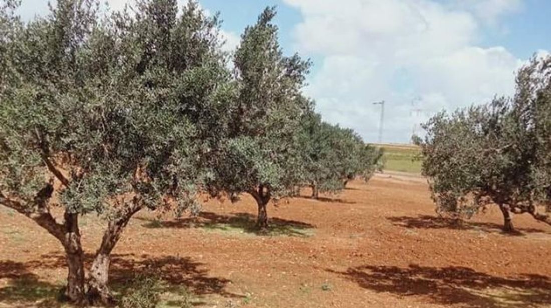 ‫بنزرت.. تنفيذ قرار إسقاط حق في عقار دولي فلاحي واسترجاعه