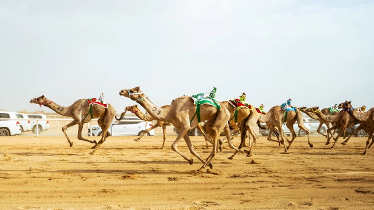 اليوم.. انطلاق كأس الاتحاد السعودي للهجن بالطائف