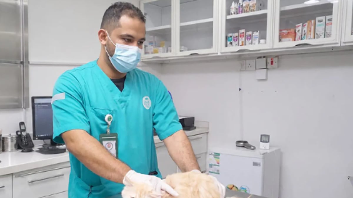مركز وقاء بمنطقة جازان يطلق حملة لتحصين الحيوانات الأليفة ضد السعار