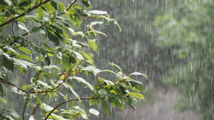 أمطار غزيرة ورعود عبر هذه الولايات